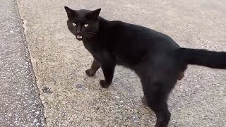 釣り人の所に向かう黒猫ちゃん。ついたらすでにライバル猫で一杯でした。