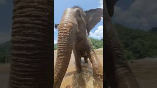 Taddao - a kind-hearted and majestic Giant ❤️ #elephant #elephantsanctuary #elephantnaturepark
