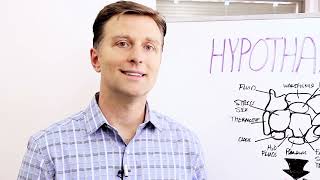 What is the Hypothalamus and its Function? – Dr. Berg