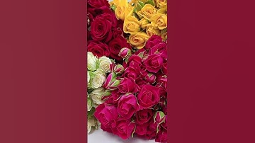 Thumbnail of premium Export spray Roses available:Get in touch for Business+25410044949