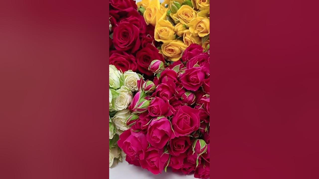 premium Export spray Roses available:Get in touch for Business+25410044949