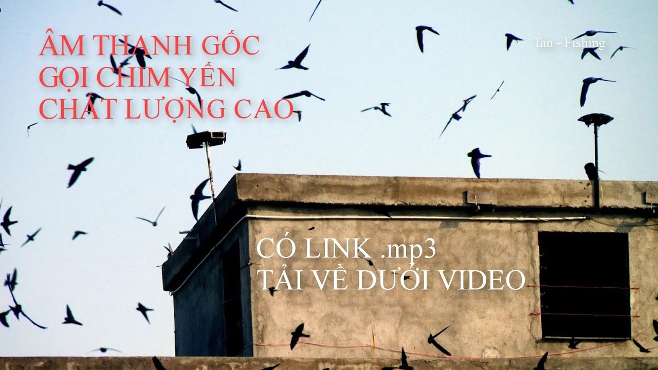 Âm Thanh Gọi Chim Yến Ngoài Trời Chất Lượng Cao