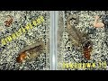 Scorpion Feeding Video #11 ~ Simultaneous Takedown !!!