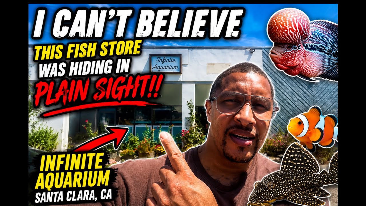 I CAN’T BELIEVE This Fish Store Was Hiding in Plain Sight!! 😳 | Infinite Aquarium Tour