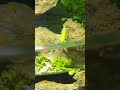 养鱼 养心 1 Raising fish nourishes the mind