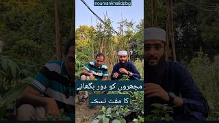 مچھروں کو دور بگھانے کا مفت نسخہ#MosquitoRepellent #NaturalRemedies #MosquitoControl