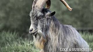 Funny Goat Sound