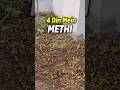 Methi 4 din me hi ug gayi ? #kitchengarden