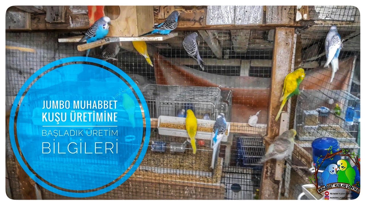 Jumbo Muhabbet Kuşu Üretimine Başladık Üretim Bilgileri