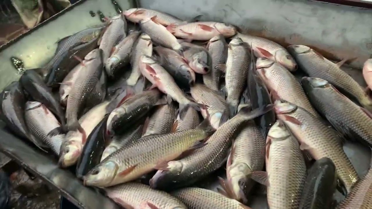Arot katla fish sell in Kaliakoir 