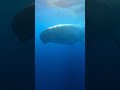 This Whale Came Out of Nowhere POV1