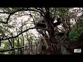 Giant Japanese Treehouse | Treehouse Masters