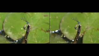 Blue tailed Damselfly 3200x1000 59.94fps  - sbs 3d parallel view