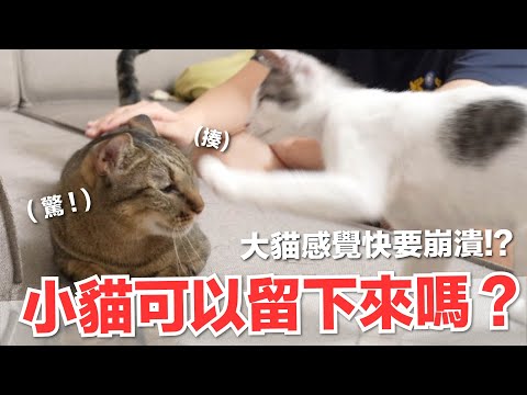 【好味小姐】小貓可以留下來嗎？大貓感覺快要崩潰了！？｜好味貓日常137