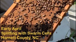 Splitting with Swarm Cells | Early April | Harnett County, NC #beekeeping Profile