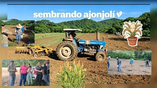 Sesame planting 🌾 08/01/2026 Rancho La Laguna Seca Sinaloa 🙏🍀💯