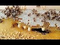 Bienen Eskalieren Völlig, Sie wollen weg.....