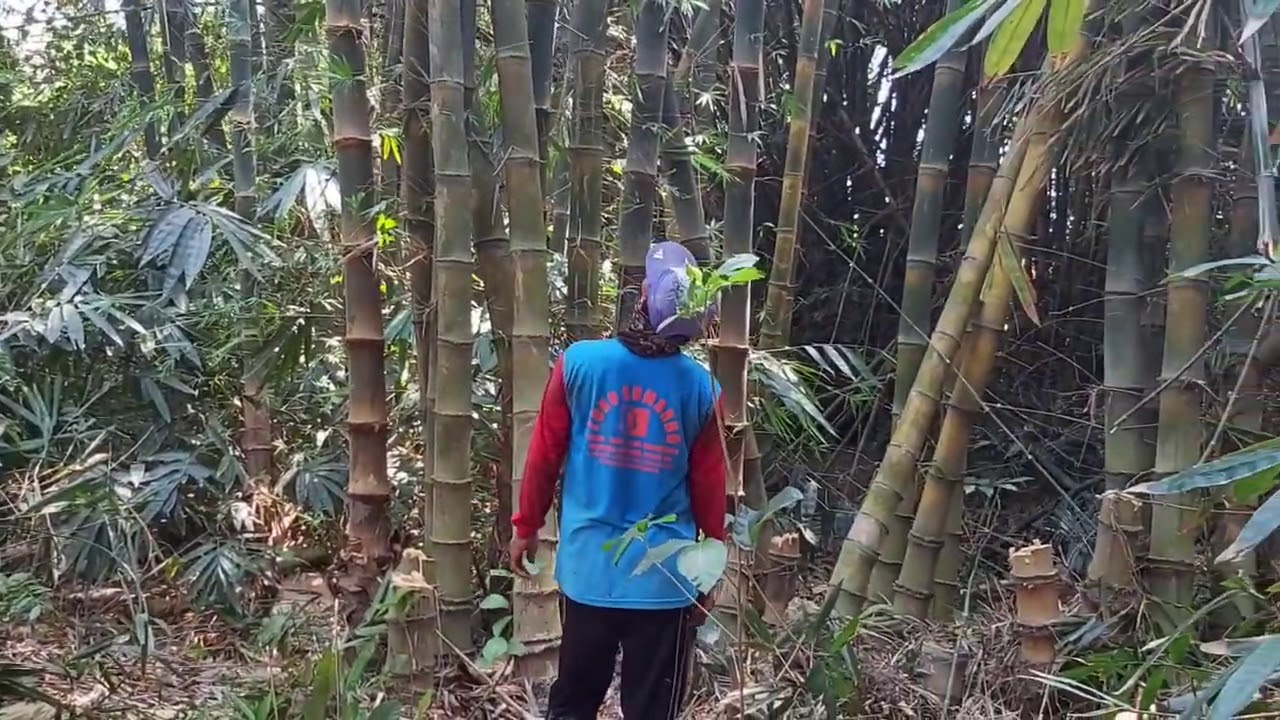 POTONG BAMBU PETUNG DI KEBON...