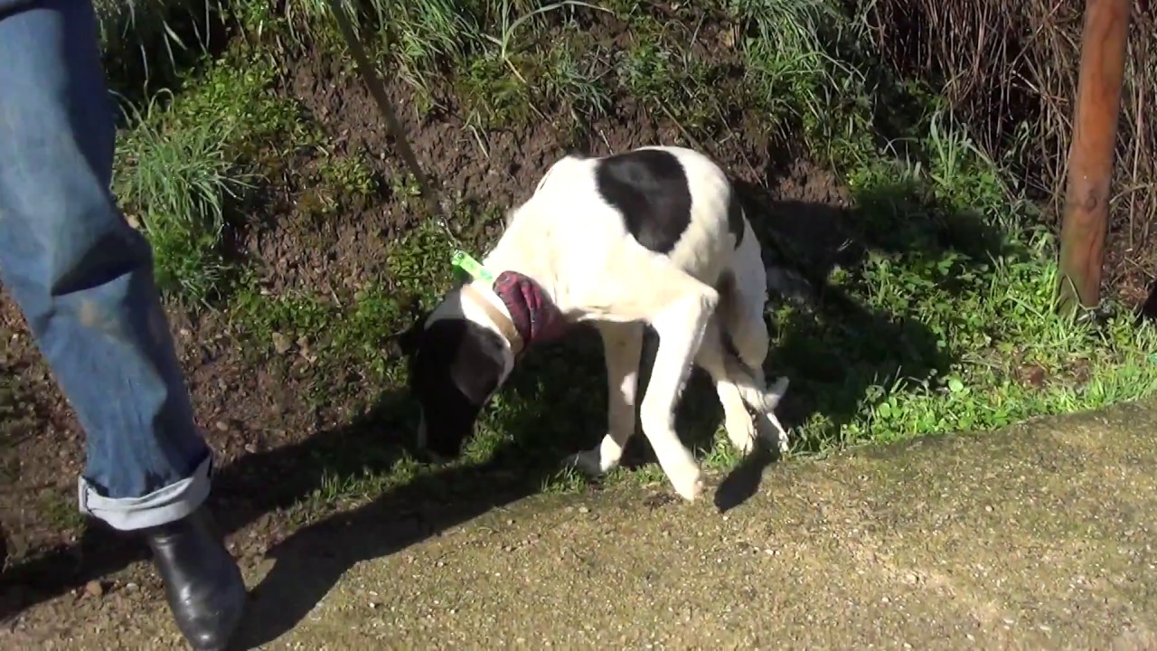 CLARK (video 2) adopción perros cachorros