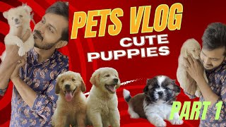 Pet shop vlog || Puppies || Golden retriever || Exotic Breeds