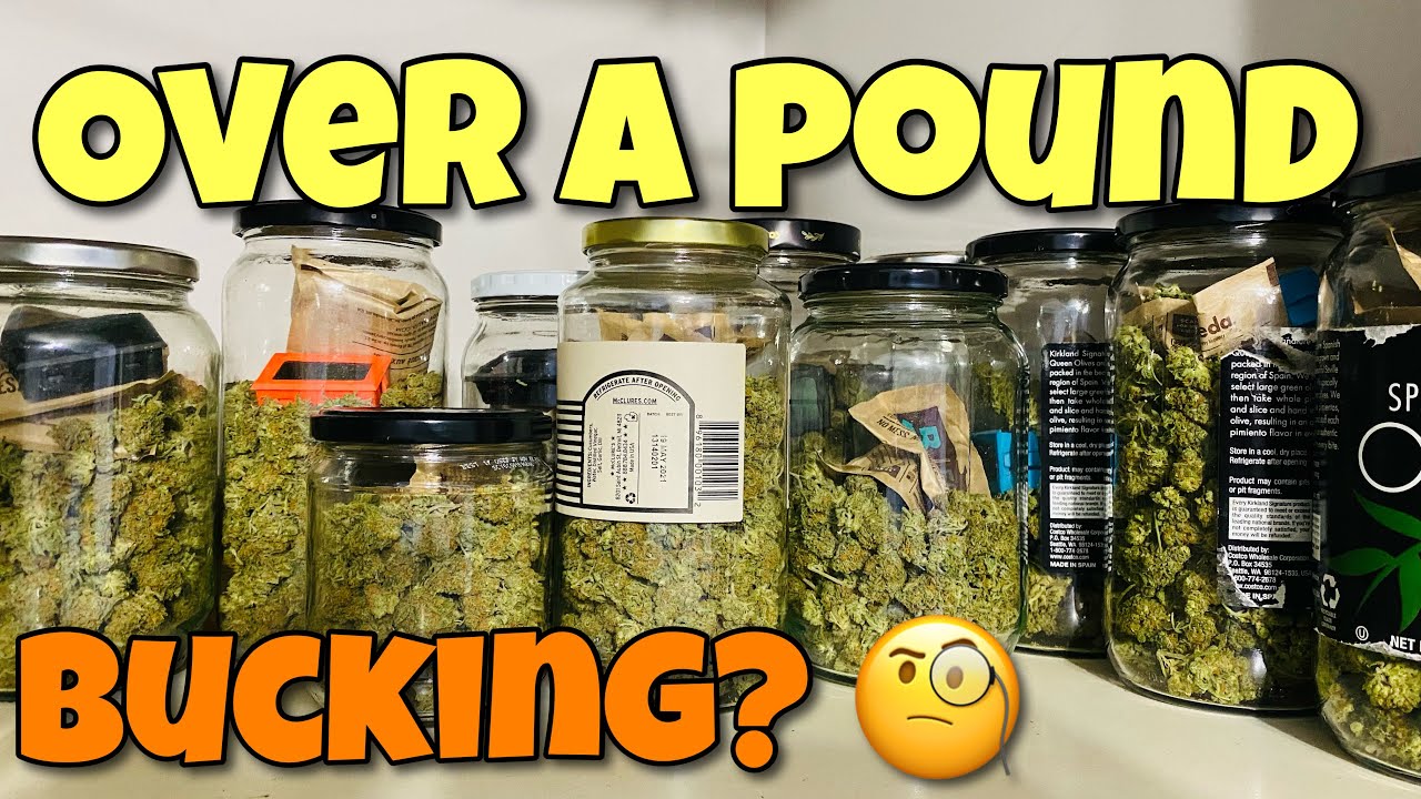 How To Harvest Weed Bucking + Trimming Bowl - Playlist Clone Run #2