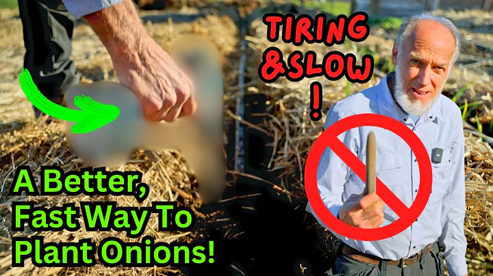 Watch This Before Planting Onions! World Record Gardener's Complete Onion Planting Tutorial - DayDayNews