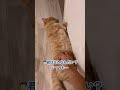 絶対にベッドで寝ない子猫の行動が可愛すぎる…