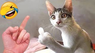 FUNNIEST VIDEO CATS \& DOGS 2024🐶🐱 | Bad hand from to Cat 😂 BEST VIDEO ANIMALS COMPILATION EP 7😍😂