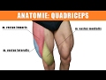 Quadriceps femoris trainieren - Dehnen - Anatomie