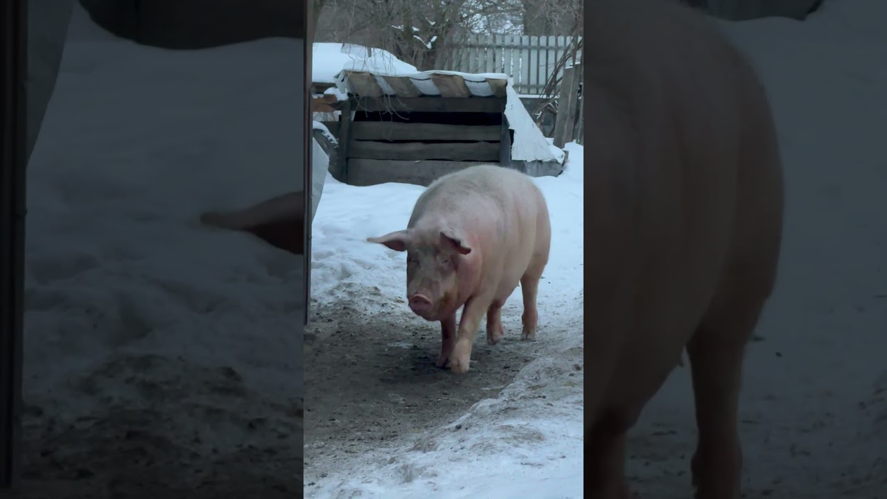 Давай давай точно встигнеш #villagelife #diy #pig #farm #animals #farming #village #animal