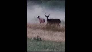 Valkohäntäpeura 2021 Finland