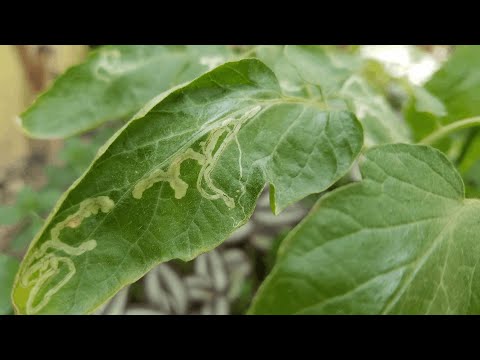 Video: Leaf Minerin tunnistaminen ja Leaf Minerin valvontamenetelmät