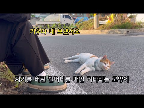 고양이를 내 보내고, 하루도 편할날이 없었어요… 