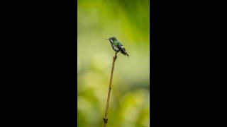 Worlds Best Backyard Birding 