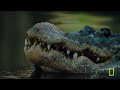 How Animals Survive a Hurricane (Full Episode) | America the Beautiful | Nat Geo Animals