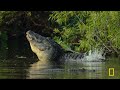 How Animals Survive a Hurricane (Full Episode) | America the Beautiful | Nat Geo Animals