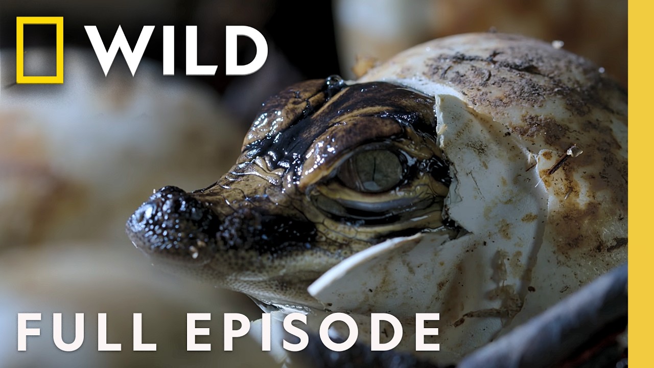 Discovering Waterland (Complete Episode) | America the Beautiful with Michael B. Jordan | Nat Geo Wild – Documentary Discovering Waterland (Complete Episode) | America the Beautiful with Michael B. Jordan | Nat Geo Wild – Documentary