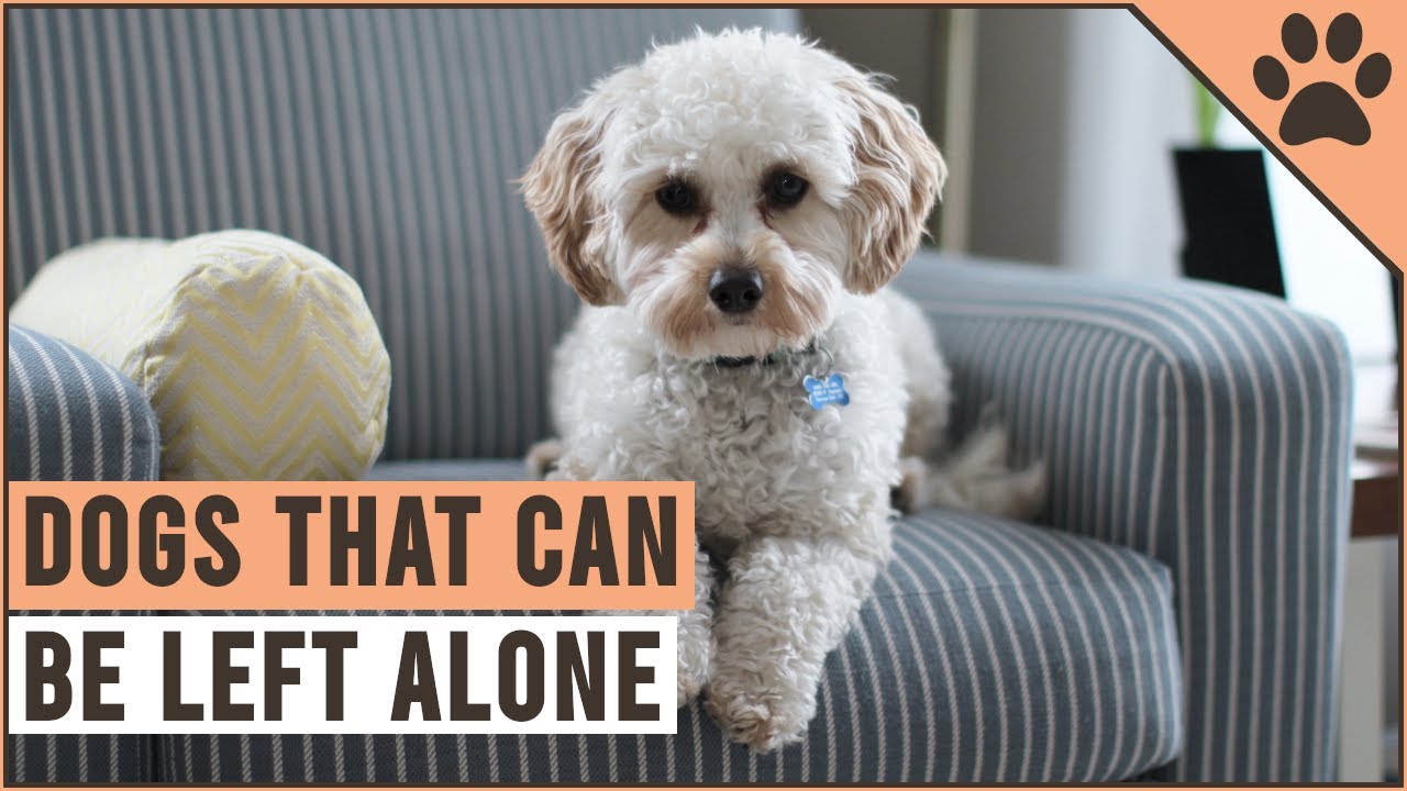 what do i do if my dog is lonely