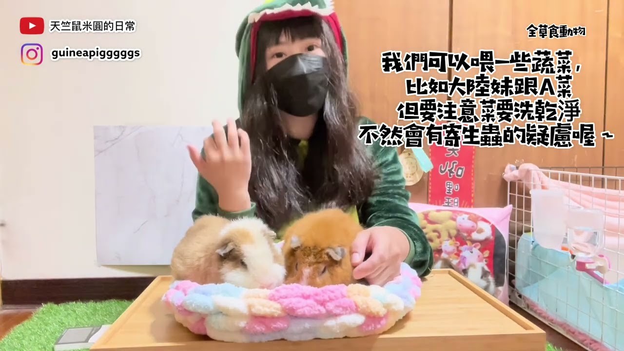 「天竺鼠米圓的日常」天竺鼠飼養知識大公開！天竺鼠其實沒有你想像的好養！你可能在飼養上會遇到的問題及疾病解析！（上）