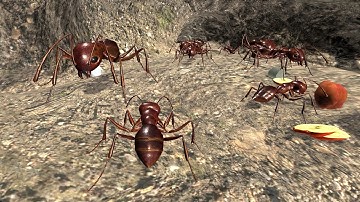 Ant Simulation 3D - Life Of Ants - Camponotus - Gameplay Part 1