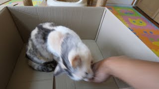 ダンボールの底蓋をめくると激怒する猫