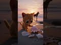 Watch NOW: Dogs and cats bathing in the sea! Amazing Pets