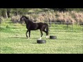 Fontina s black filly