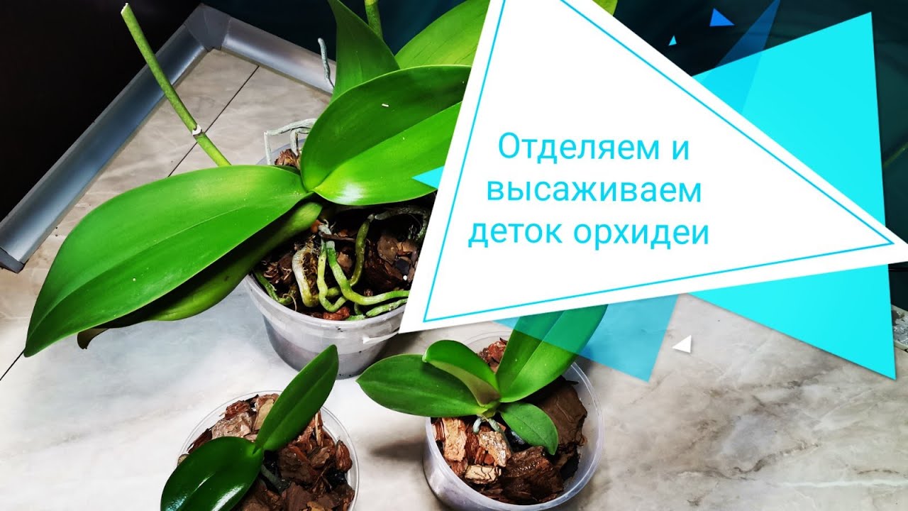 Купить Орхидеи Почтой В Интернет Магазине