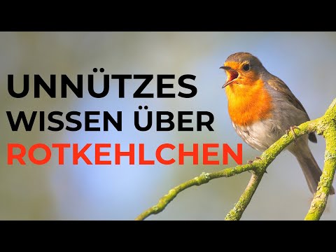 Video: Ist Rotkehlchen gut?