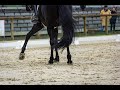 Seven Nation Army || Equestrian Music Video (Remix)