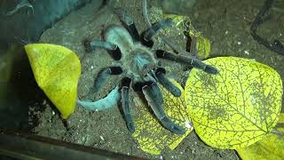 Aerial Super Speed - Ornithoctonus Aureotibialis