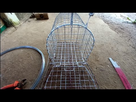 Video cách làm lụp bẫy quốc Sóc Trăng đơn giản hiệu quả. 078... - youtube