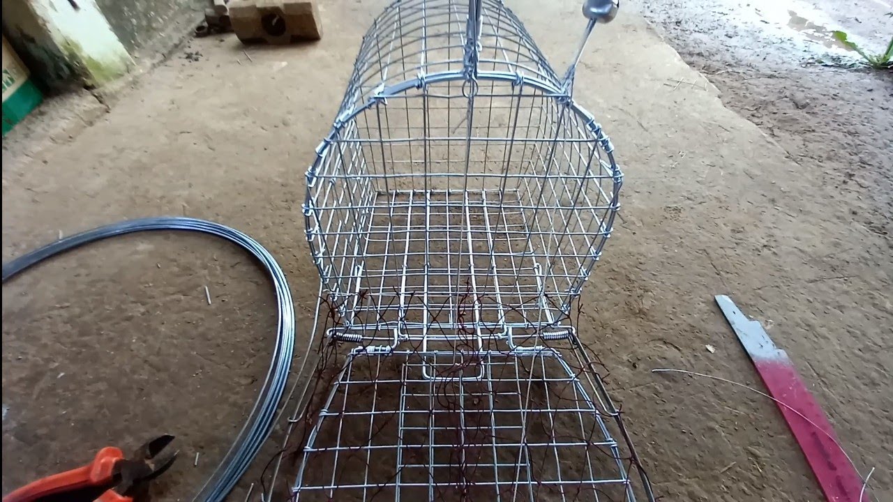 cách làm lụp bẫy quốc Sóc Trăng đơn giản hiệu quả. 078 695 2072