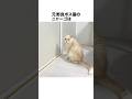 元野良ボス猫ニャーゴ伝説⑧